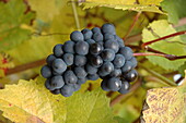 Vitis vinifera, blau