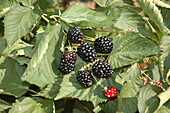 Rubus fruticosus 'Choctaw'