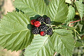 Rubus 'Choctaw'