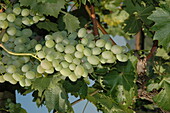 Vitis 'Theresa'