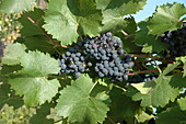 Vitis 'Solara'