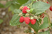 Rubus idaeus 'Pokusa'®