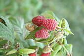Rubus idaeus 'Polka'