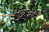 Ribes nigrum Titania
