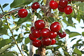 Prunus cerasus 'Morina'(s)