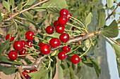 Prunus 'Vowi'