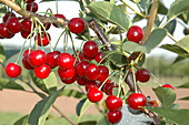 Prunus cerasus 'Vowi'(s)