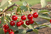 Prunus cerasus 'Topas'®