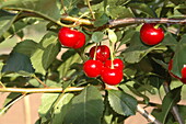 Prunus cerasus 'Saphir'(s)