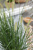 Pennisetum alopecuroides 'Hameln' (Hamelin)