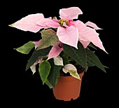 Euphorbia pulcherrima 'Princettia® Soft Pink'