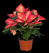 14051357 Euphorbia pulcherrima 'Christmas Beauty Princess