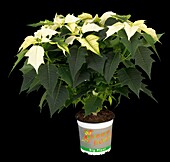 Euphorbia pulcherrima, white