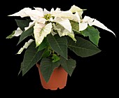 Euphorbia pulcherrima, white