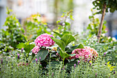 Hydrangea in urban garden