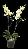 Phalaenopsis multiflora, gelb