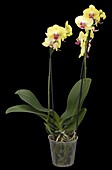 Phalaenopsis, yellow