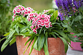 Dianthus barbatus, rot-weiß