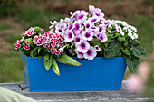 Dianthus barbatus, Petunia, Pentas