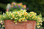 Calibrachoa, yellow