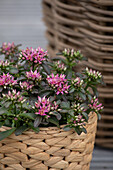 Sedum spurium 'Spot On™ Deep Rose'