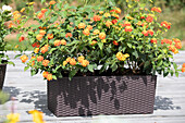 Lantana camara, orange