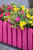 Calibrachoa 