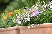 Calibrachoa 'PinkTastic