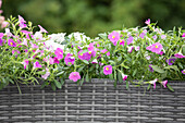 Calibrachoa, pink