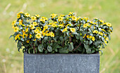 Sanvitalia procumbens, yellow