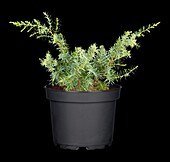 Juniperus communis 'Meyer'