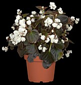 Begonia semperflorens, gefüllt