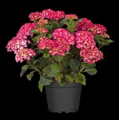 Hydrangea macrophylla, red