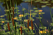 Typha angustifolia