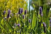 Pontederia cordata