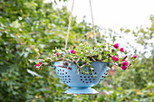 Upcycling - plant in kitchen sieve