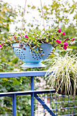 Upcycling - plant in kitchen sieve