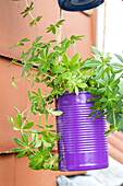 Upcycling - plant in tin can