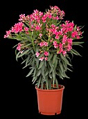 Nerium oleander, dunkelrosa