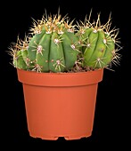 Gymnocalycium