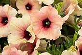 Petunia 'Crazytunia® Rose Gold'