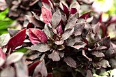 Alternanthera 'FanciFillers Choco Chilli