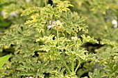 Pelargonium peltatum 'Lemona'