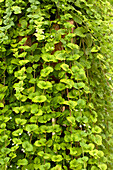 Satureja douglasii 'Indian Mint'