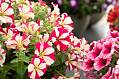 Petunia Perfectunia® Kiss and Tell