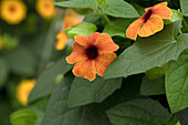 Thunbergia alata 'TowerPower Terracotta'