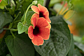 Thunbergia alata 'TowerPower Red'