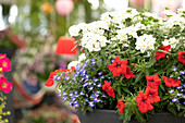 Combination of verbena, petunia and lobelia