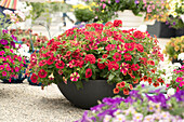 Flower bowl with red flowering plants