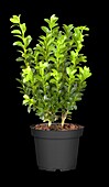 Buxus sempervirens